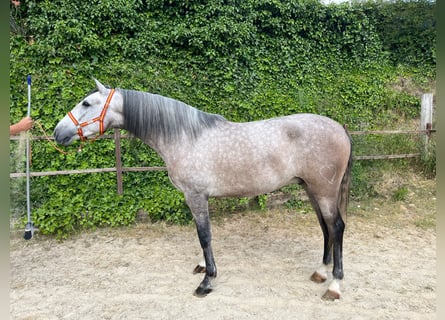 PRE Mix, Gelding, 4 years, 16 hh, Grey
