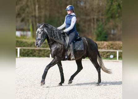 PRE, Gelding, 4 years, 16 hh, Grey