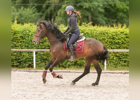 PRE, Gelding, 4 years, 16,1 hh, Brown