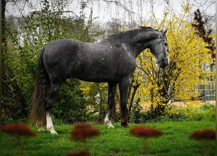 PRE, Gelding, 4 years, 16,1 hh, Grey