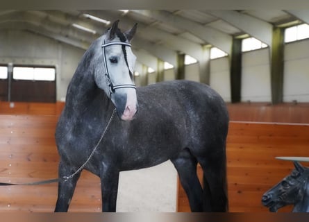 PRE, Gelding, 4 years, 16,1 hh, Grey