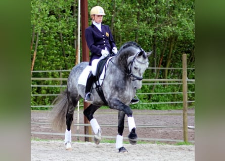 PRE, Gelding, 4 years, 16,2 hh, Gray