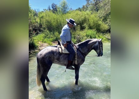 PRE Mix, Gelding, 4 years, 16,2 hh, Grey-Dapple