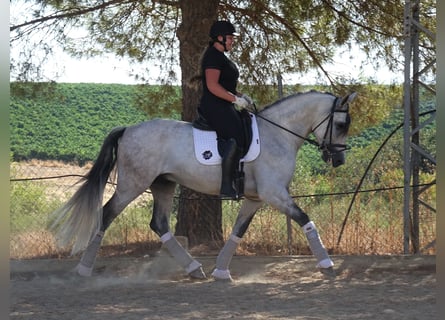 PRE Mix, Gelding, 4 years, 16,2 hh, Grey