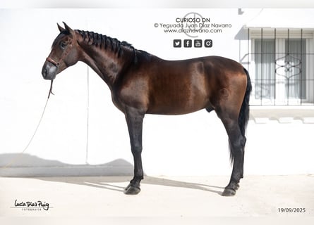 PRE, Gelding, 4 years, 17.2 hh, Brown