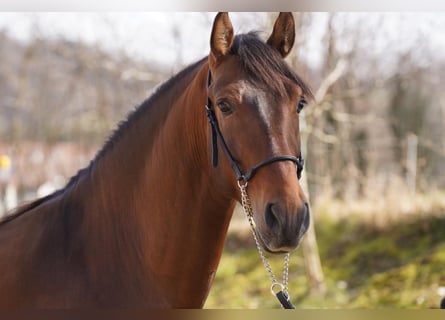 PRE Mix, Gelding, 4 years, Brown-Light