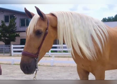 PRE, Gelding, 4 years, Palomino