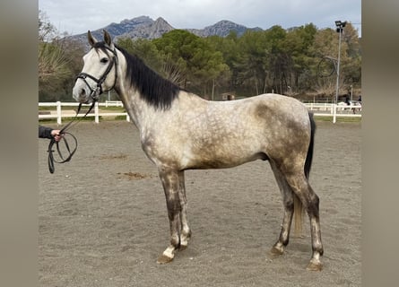 PRE Mix, Gelding, 5 years, 14,2 hh, Gray