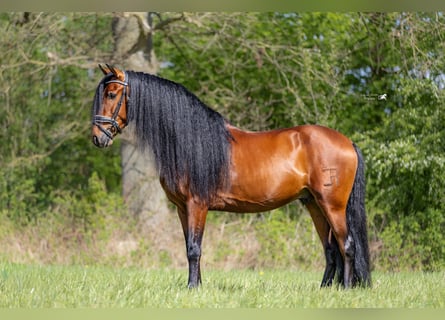 PRE, Gelding, 5 years, 15.1 hh, Brown