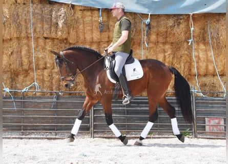 PRE, Gelding, 5 years, 15.2 hh, Brown