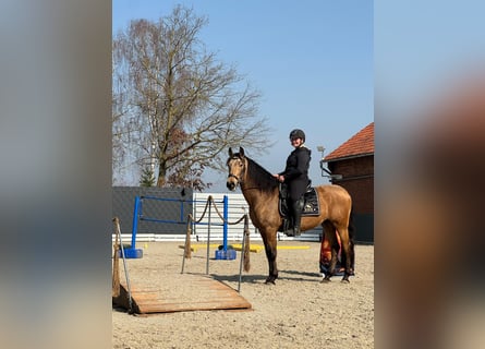 PRE, Gelding, 5 years, 15.2 hh, Dun