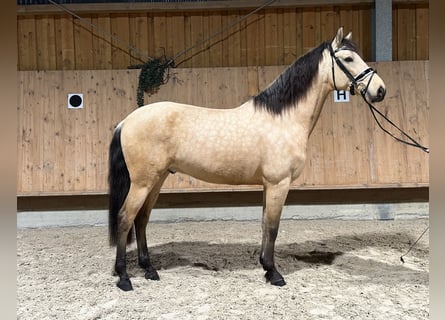 PRE Mix, Gelding, 5 years, 15.2 hh, Dun