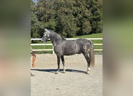PRE Mix, Gelding, 5 years, 15.2 hh, Grey-Dapple