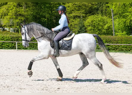 PRE Mix, Gelding, 5 years, 15.2 hh, Grey