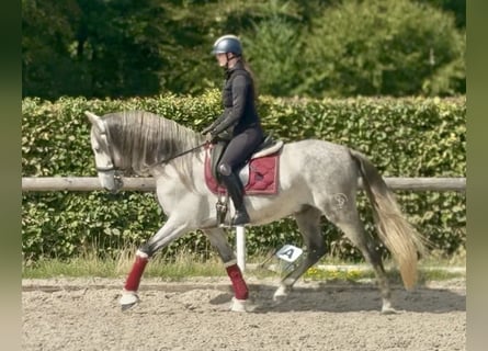PRE Mix, Gelding, 5 years, 15.2 hh, Grey