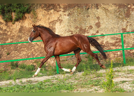 PRE Mix, Gelding, 5 years, 15.2 hh, Sorrel PRE Mix, Gelding, 5 years, 15.2 hh, Sorrel