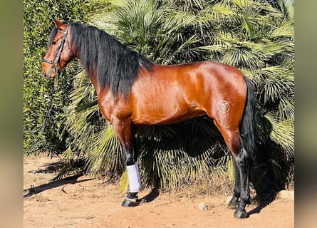 PRE Mix, Wallach, 5 Jahre, 15,3 hh, Brauner