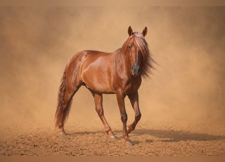 PRE, Gelding, 5 years, 15.3 hh, Chestnut