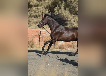 PRE Mix, Gelding, 5 years, 15 hh, Black
