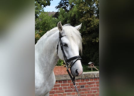 PRE, Gelding, 5 years, 15 hh, Grey