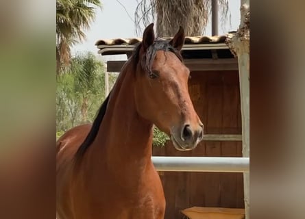 PRE Mix, Gelding, 5 years, 15,1 hh, Bay