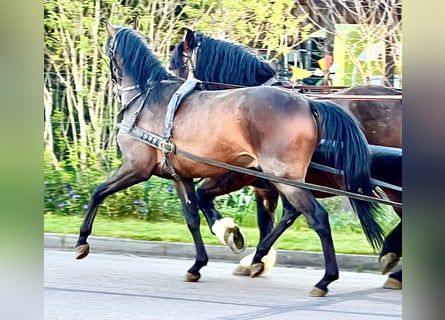PRE, Gelding, 5 years, 15,1 hh, Brown