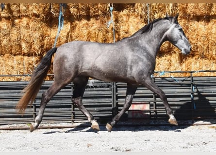 PRE, Gelding, 5 years, 15,1 hh, Grey