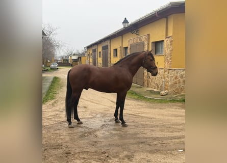 PRE, Gelding, 5 years, 15,3 hh, Brown