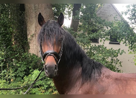 PRE Mix, Gelding, 5 years, 15,3 hh, Brown