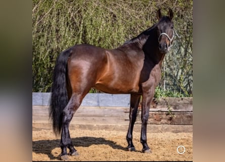 PRE, Gelding, 5 years, 16,1 hh, Bay-Dark