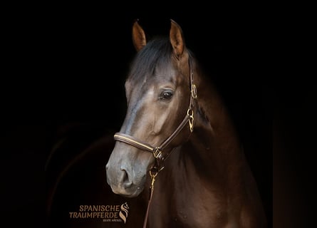 PRE Mix, Gelding, 5 years, 16.1 hh, Black