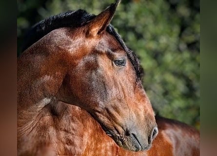 PRE, Gelding, 5 years, 16.1 hh, Brown