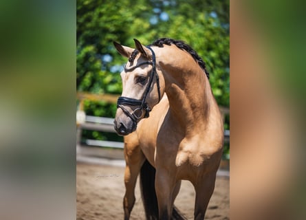 PRE, Gelding, 5 years, 16.1 hh, Buckskin