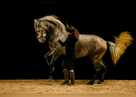 PRE, Gelding, 5 years, 16.1 hh, Gray