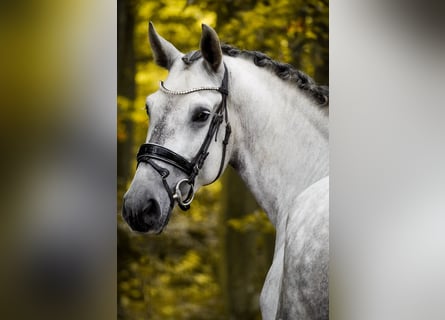 PRE Mix, Gelding, 5 years, 16.1 hh, Grey-Dark-Tan PRE Mix, Gelding, 5 years, 16.1 hh, Grey-Dark-Tan