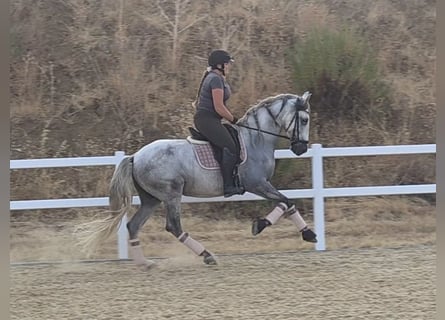 PRE, Gelding, 5 years, 16.1 hh, Grey