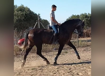 PRE, Gelding, 5 years, 16,1 hh