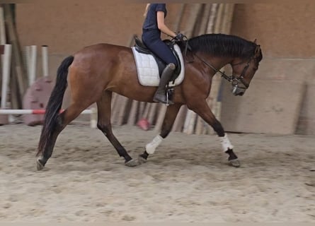 PRE, Gelding, 5 years, 16,2 hh, Brown