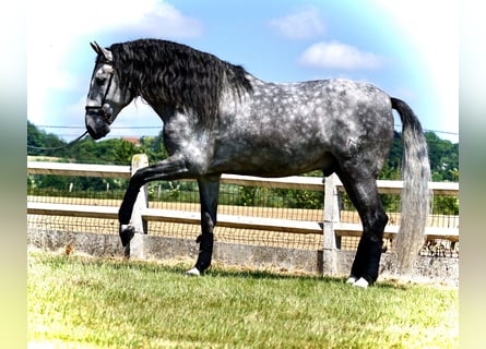 PRE, Gelding, 5 years, 16.2 hh, Grey