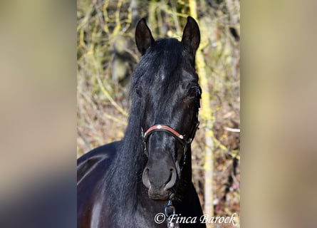 PRE, Gelding, 5 years, 16 hh, Black