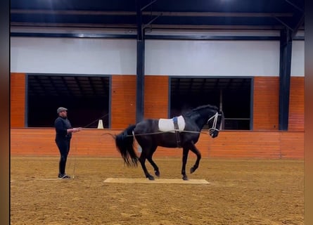 PRE Mix, Gelding, 5 years, 16 hh, Black