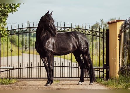 PRE Mix, Gelding, 5 years, 16 hh, Black
