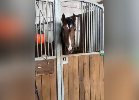 PRE Mix, Gelding, 5 years, 16 hh, Brown