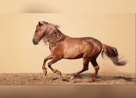 PRE, Gelding, 5 years, 16 hh, Chestnut
