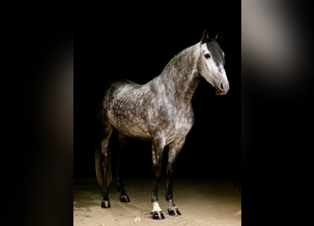 PRE Mix, Gelding, 5 years, 16 hh, Gray-Dapple