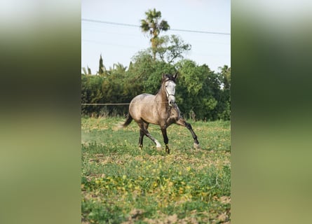 PRE Mix, Gelding, 5 years, 16 hh, Gray