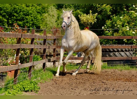PRE, Gelding, 5 years, 16 hh, Gray