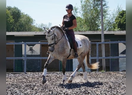 PRE, Gelding, 5 years, 16 hh, Gray-Red-Tan