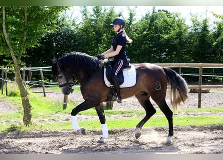 PRE Mix, Gelding, 5 years, 16 hh, Grey