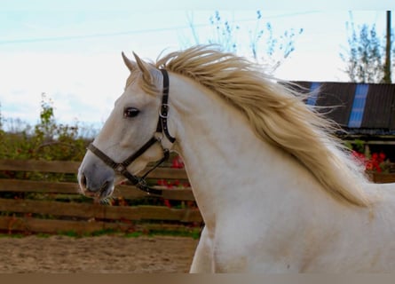 PRE, Gelding, 5 years, 16 hh, Grey